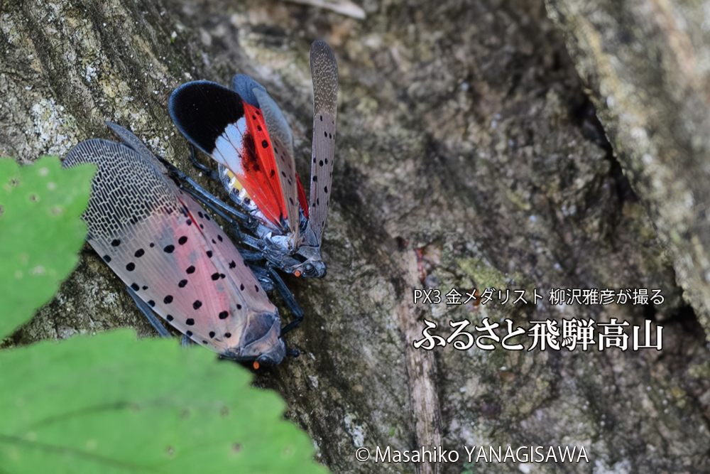 飛騨高山に棲むシタベニハゴロモの写真です。