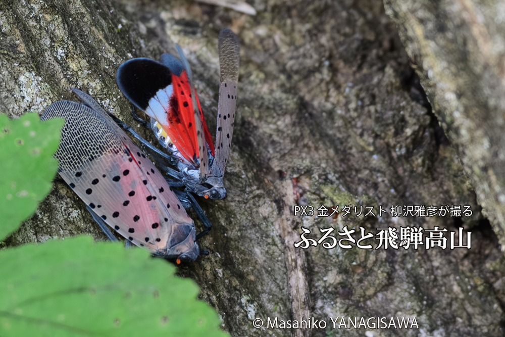 飛騨高山に棲むシタベニハゴロモの写真です。