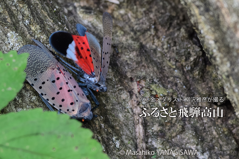 飛騨高山に棲むシタベニハゴロモの写真です。