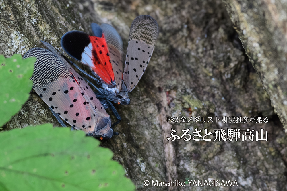 飛騨高山に棲むシタベニハゴロモの写真です。