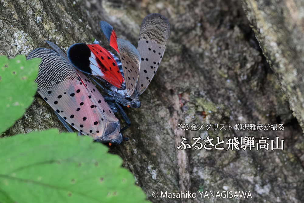 飛騨高山に棲むシタベニハゴロモの写真です。