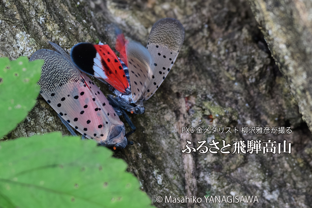 飛騨高山に棲むシタベニハゴロモの写真です。