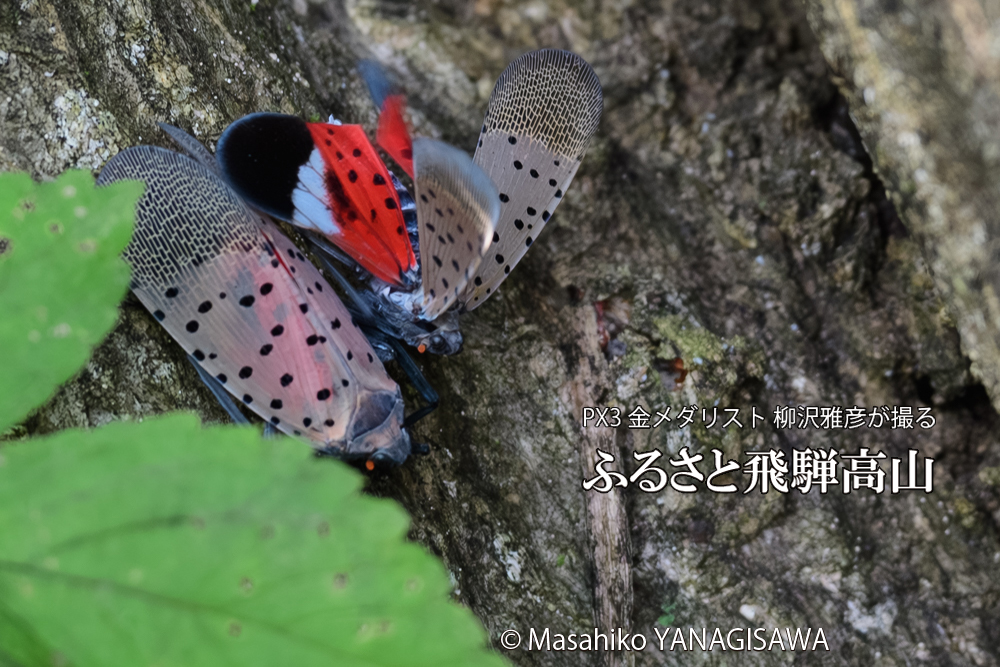 飛騨高山に棲むシタベニハゴロモの写真です。