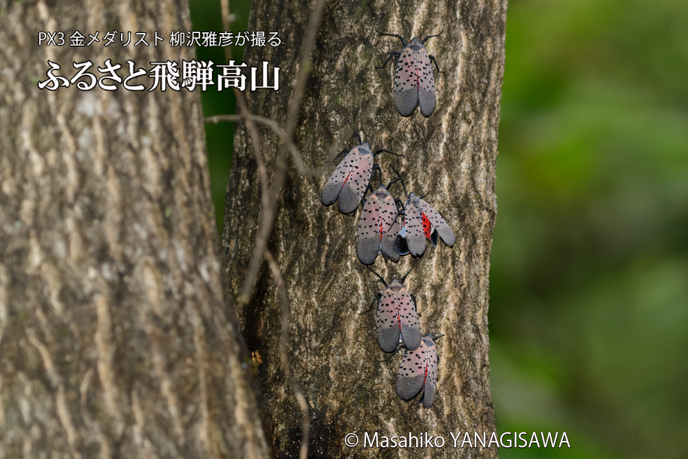 飛騨高山に棲むシタベニハゴロモの写真です。