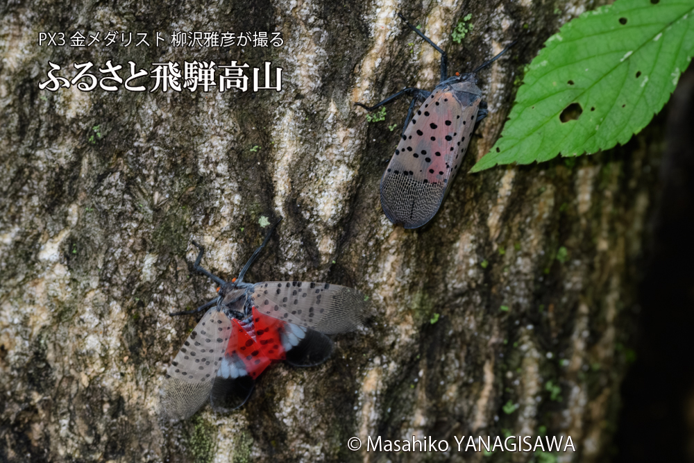 飛騨高山に棲むシタベニハゴロモの写真です。