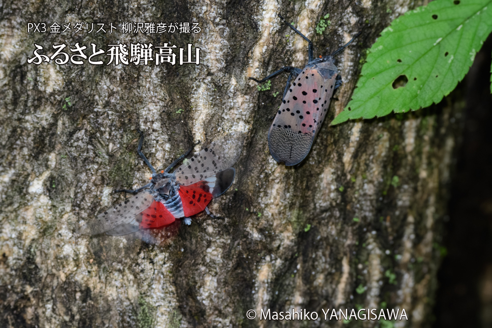 飛騨高山に棲むシタベニハゴロモの写真です。