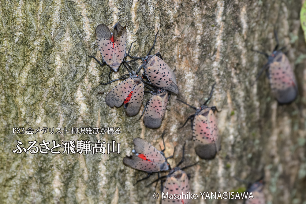 飛騨高山に棲むシタベニハゴロモの写真です。