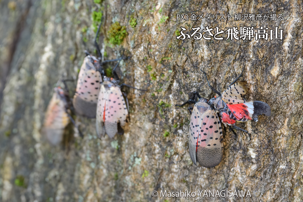 飛騨高山に棲む片翼のシタベニハゴロモの写真です。