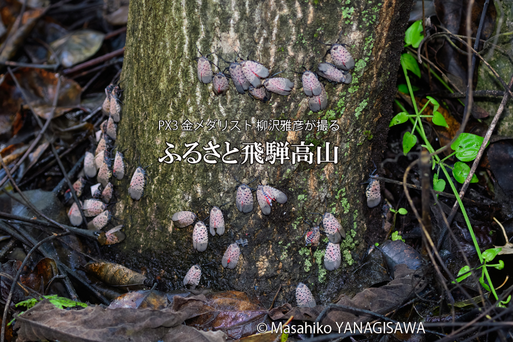 飛騨高山に棲む片翼のシタベニハゴロモの写真です。