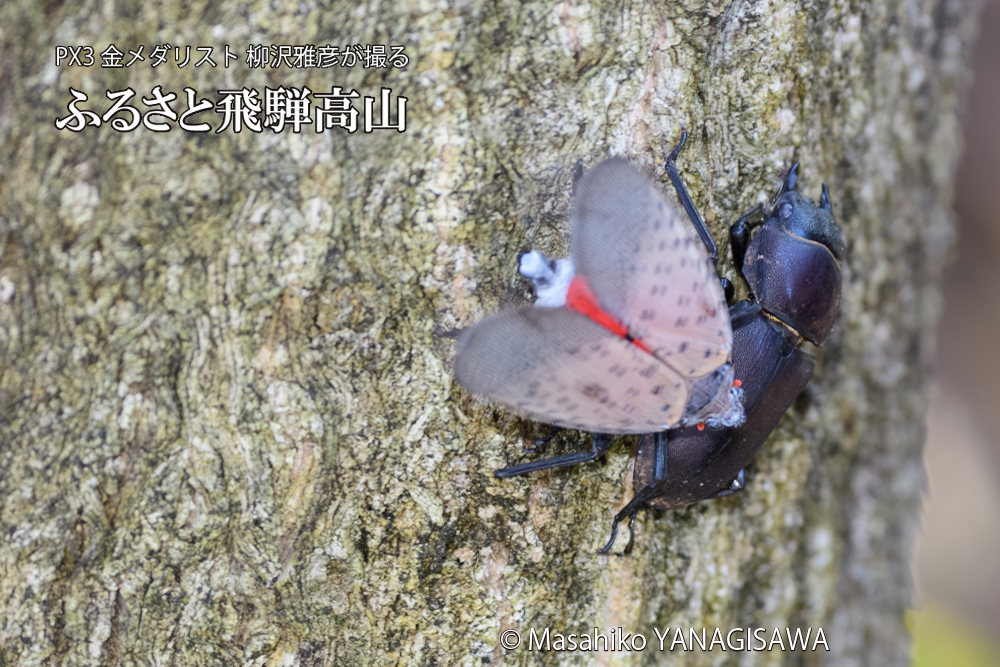 飛騨高山に棲むシタベニハゴロモとクワガタの写真です。