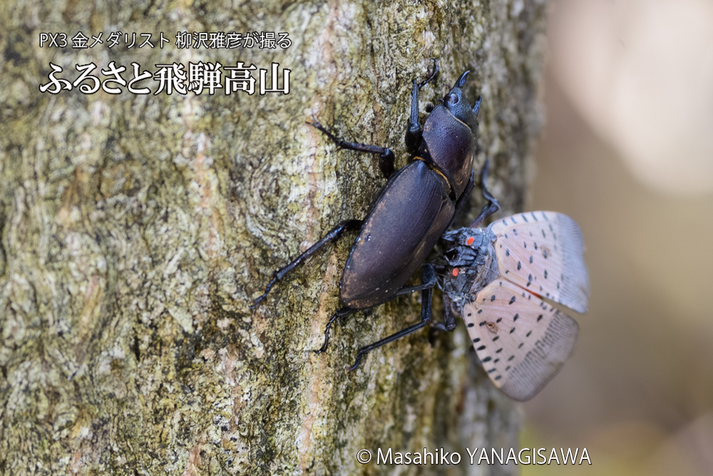 飛騨高山に棲むシタベニハゴロモとクワガタの写真です。