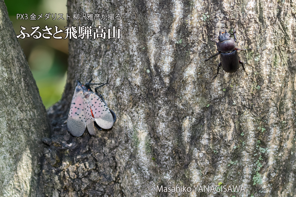 飛騨高山に棲むシタベニハゴロモとクワガタの写真です。