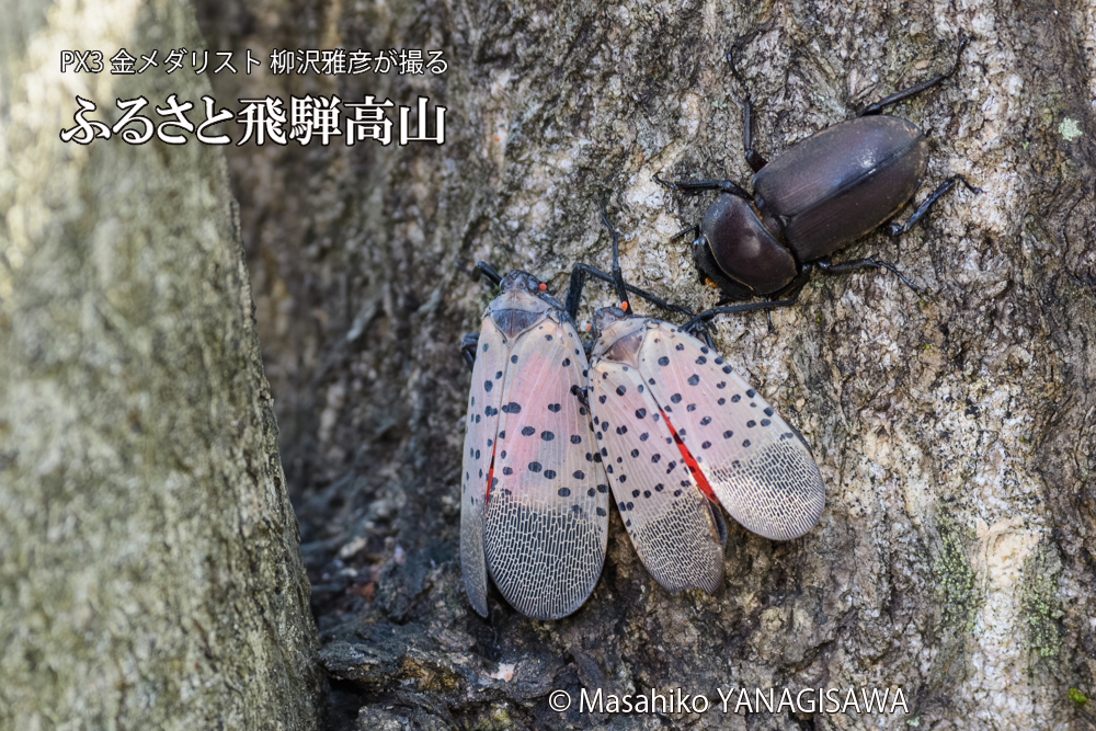 飛騨高山に棲むシタベニハゴロモとクワガタの写真です。