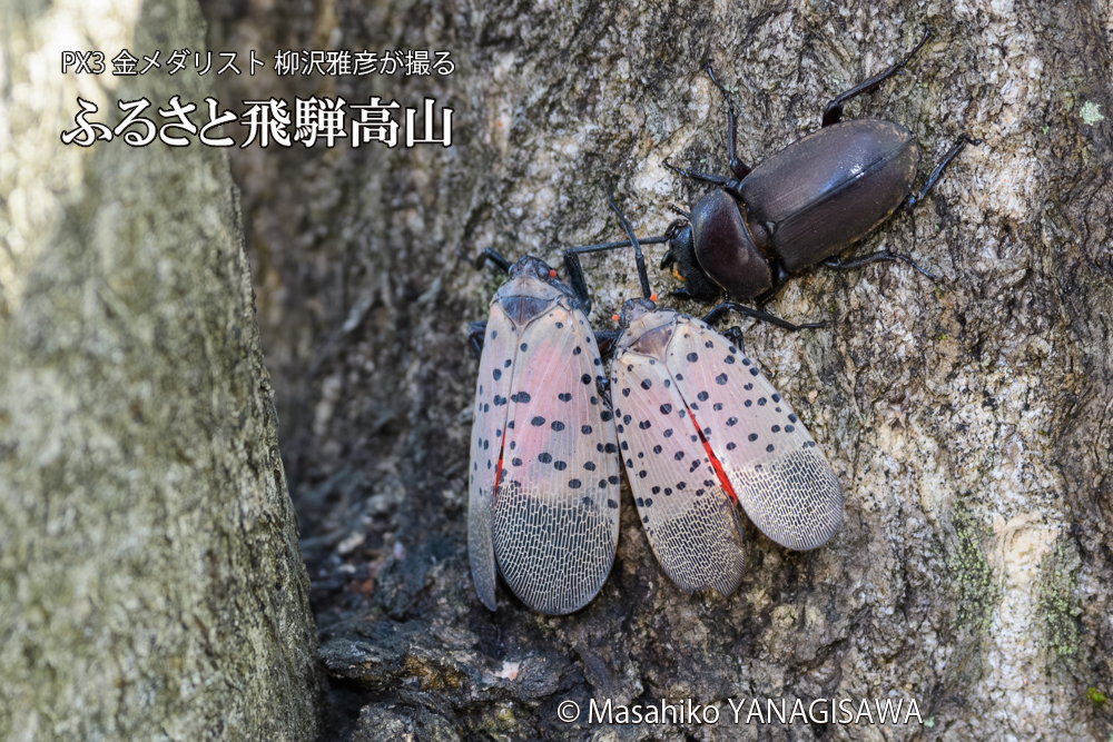 飛騨高山に棲むシタベニハゴロモとクワガタの写真です。