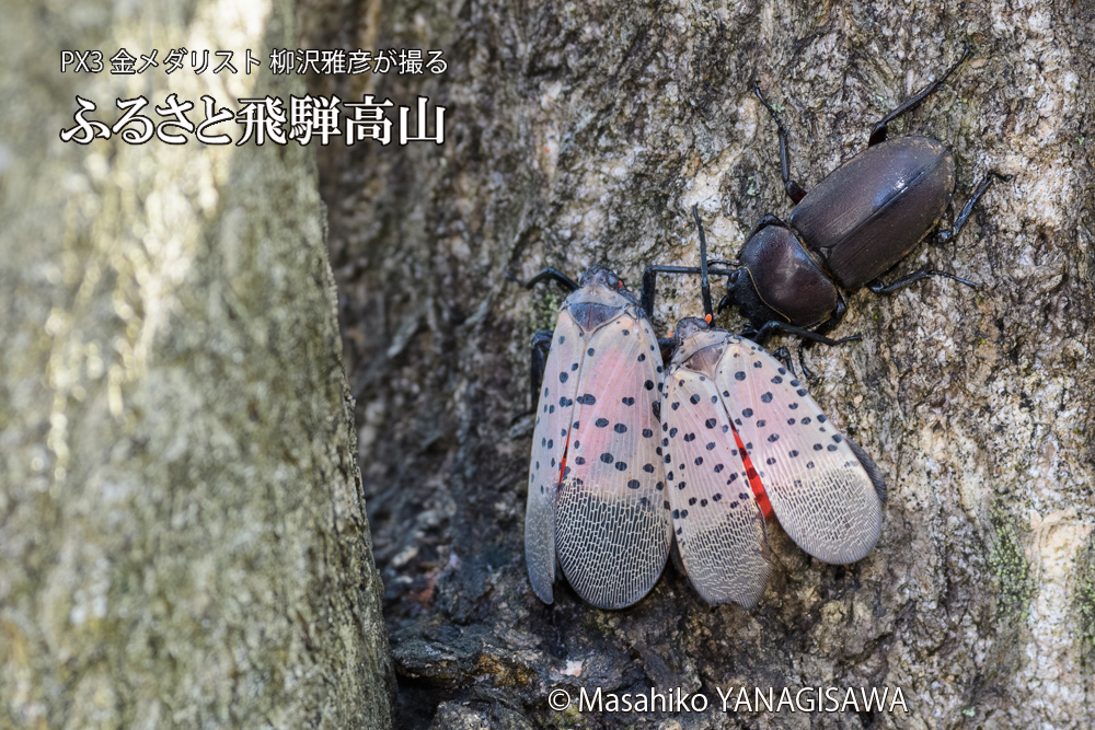 飛騨高山に棲むシタベニハゴロモとクワガタの写真です。