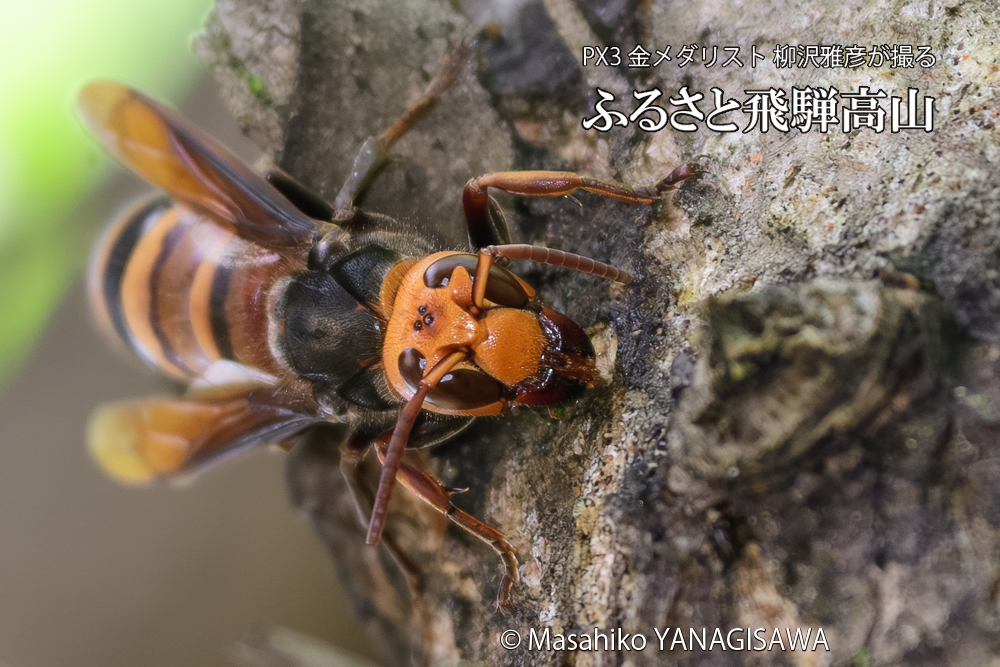 飛騨高山に棲むスズメバチの写真です。