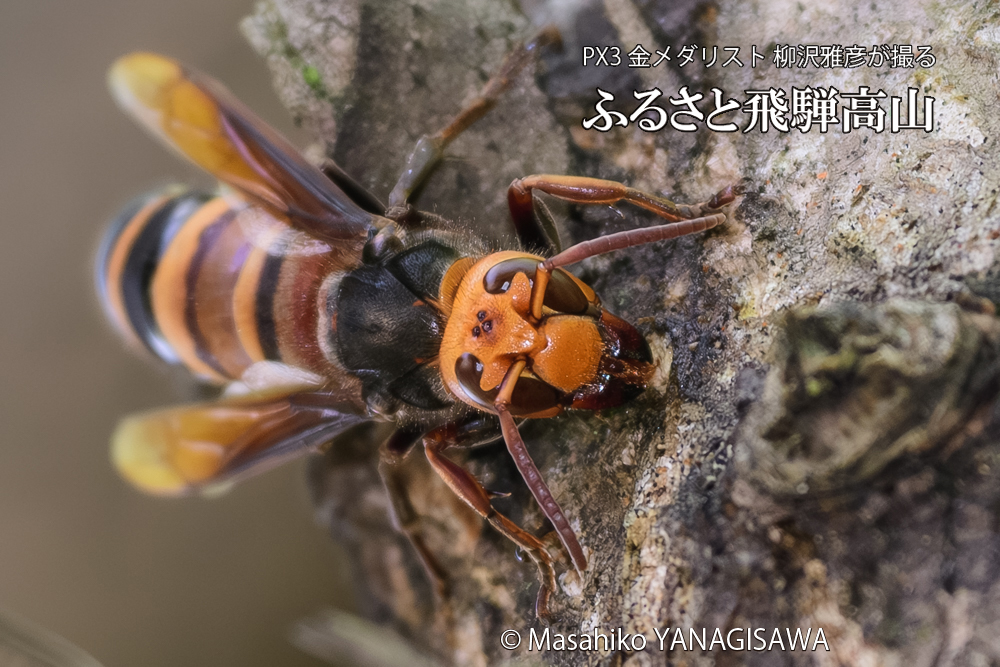 飛騨高山に棲むスズメバチの写真です。