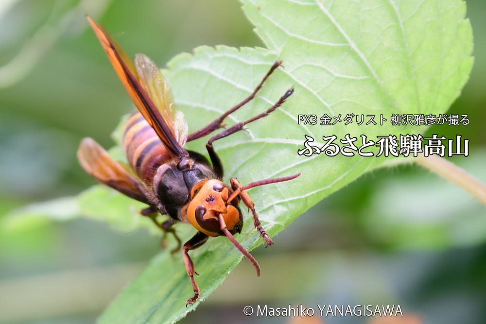 飛騨高山に棲むスズメバチの写真です。