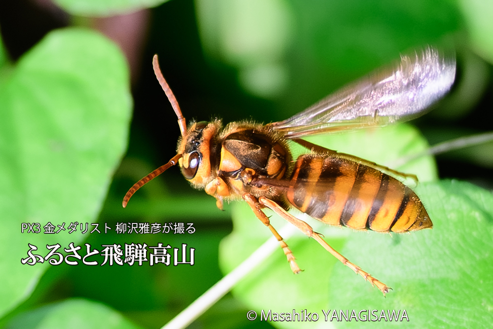 飛騨高山に棲むスズメバチの写真です。