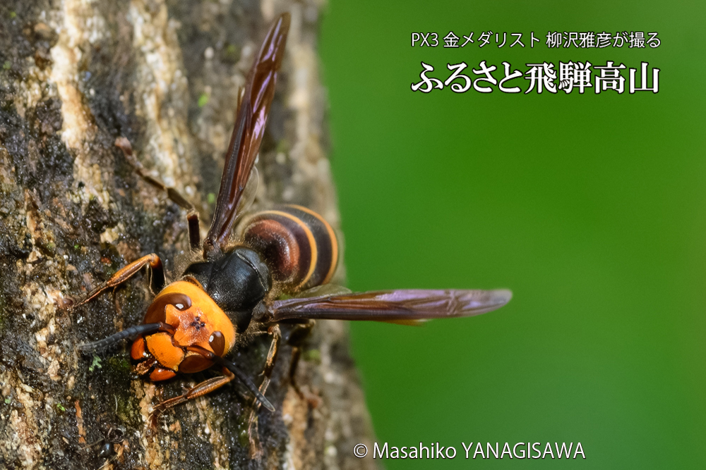 飛騨高山に棲むスズメバチの写真です。