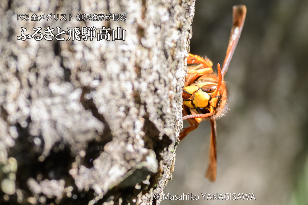 飛騨高山に棲むスズメバチの写真です。