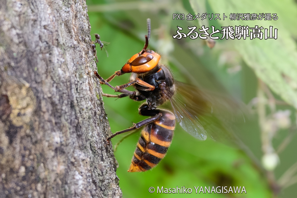 飛騨高山に棲むスズメバチの写真です。