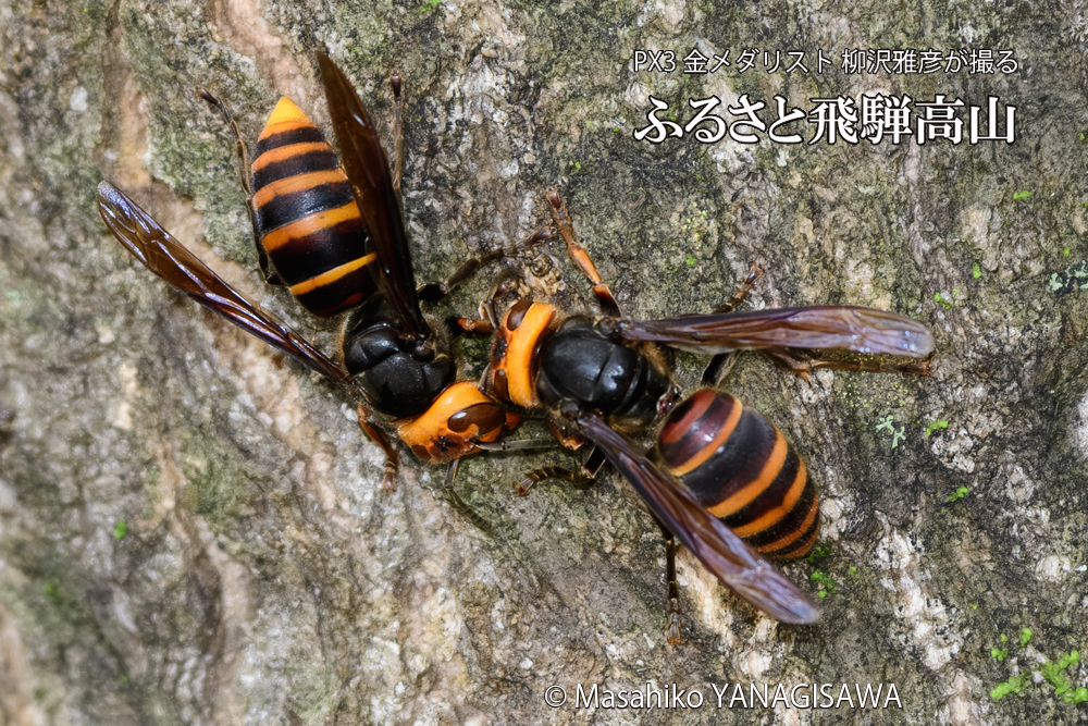 飛騨高山に棲むスズメバチの写真です。
