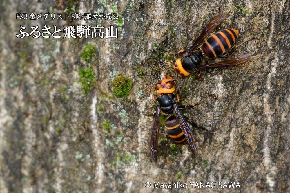 飛騨高山に棲むスズメバチの写真です。