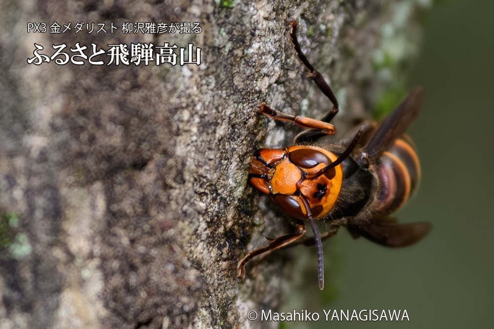 飛騨高山に棲むスズメバチの写真です。