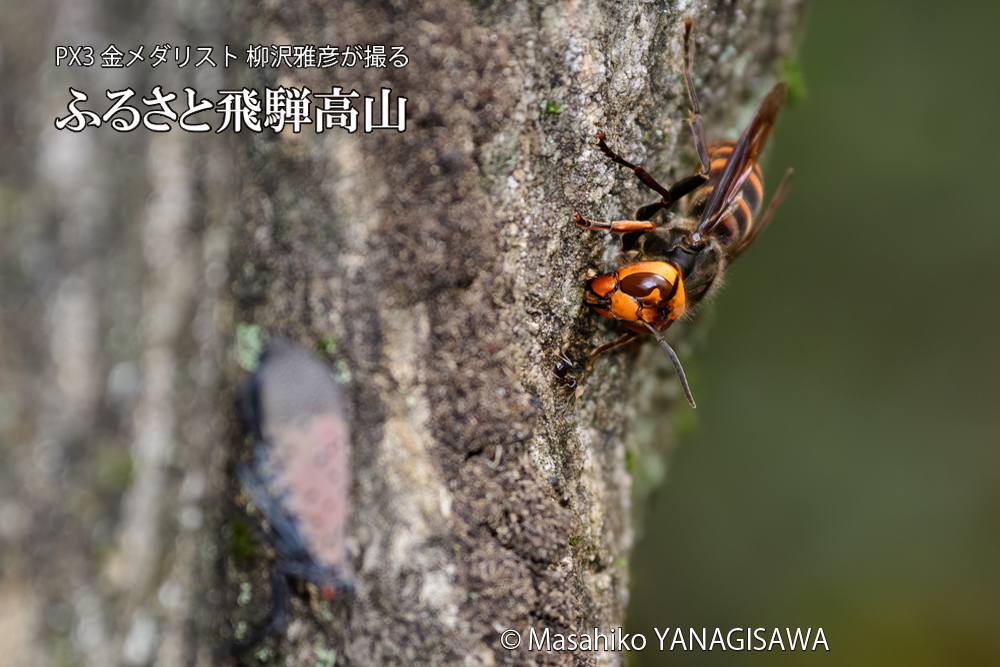 飛騨高山に棲むスズメバチの写真です。