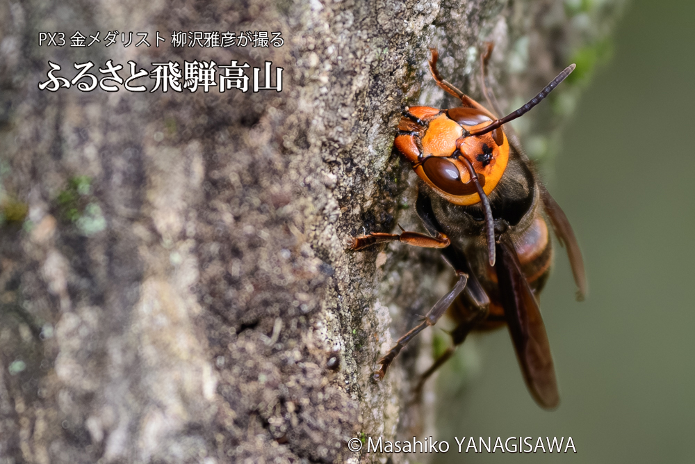 飛騨高山に棲むスズメバチの写真です。