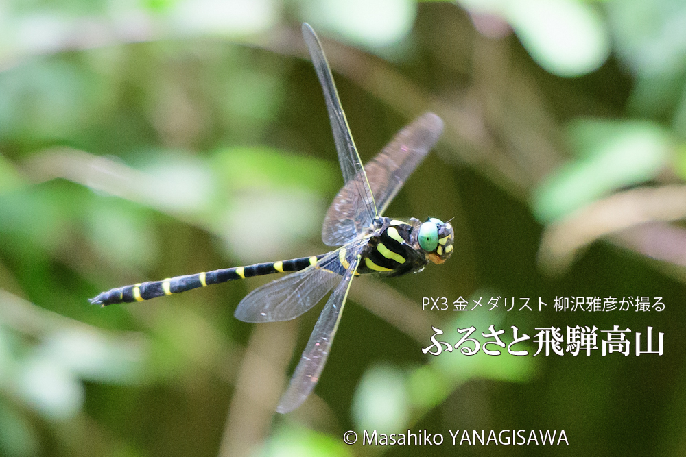 飛騨高山に棲むオニヤンマの写真です。