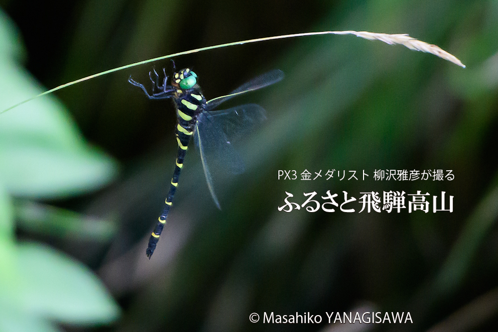 飛騨高山に棲むオニヤンマの写真です。