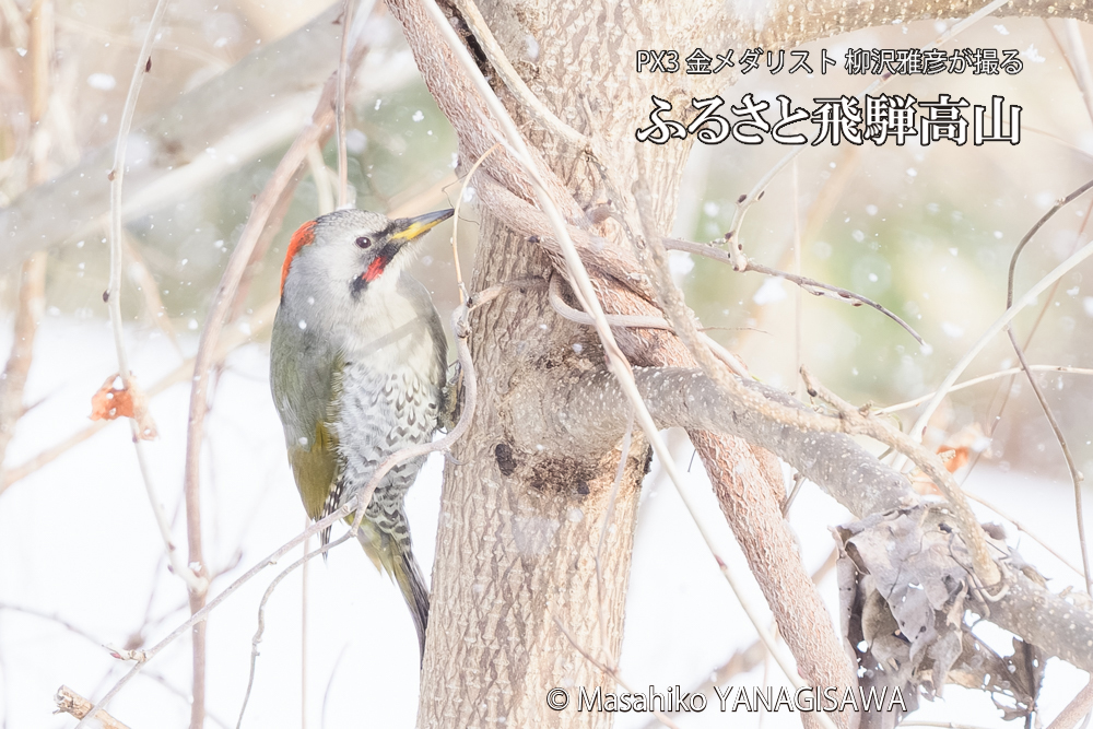 飛騨高山に棲むアオゲラの写真です。
