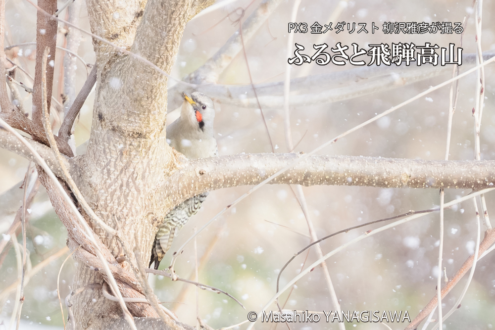 飛騨高山に棲むアオゲラの写真です。
