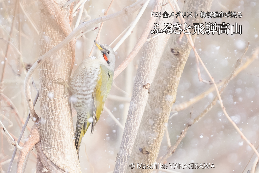 飛騨高山に棲むアオゲラの写真です。