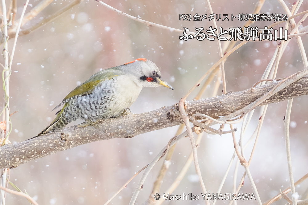 飛騨高山に棲むアオゲラの写真です。