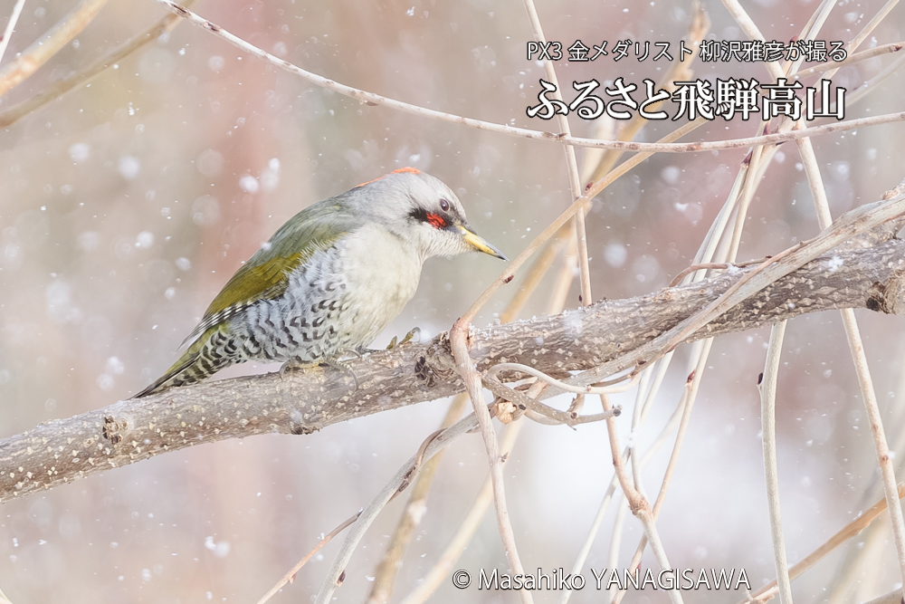 飛騨高山に棲むアオゲラの写真です。