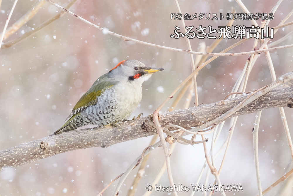 飛騨高山に棲むアオゲラの写真です。