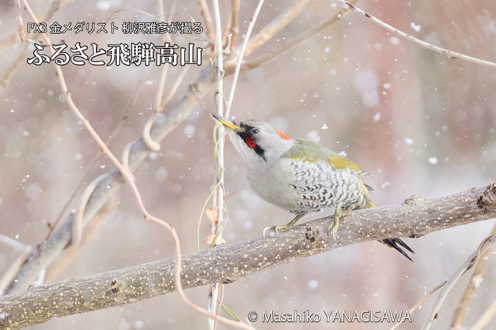 飛騨高山に棲むアオゲラの写真です。