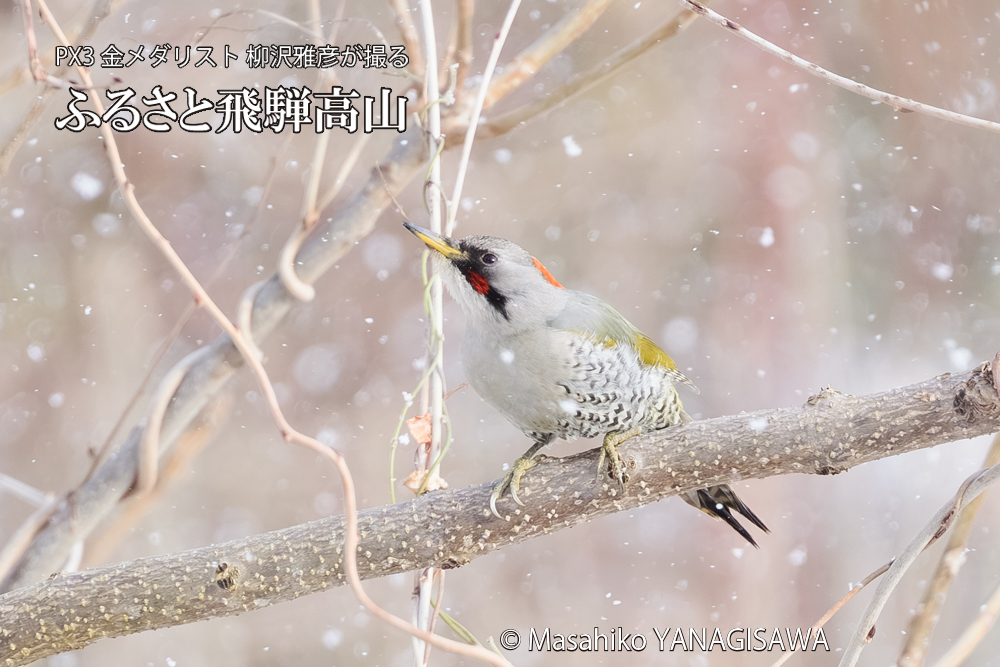 飛騨高山に棲むアオゲラの写真です。