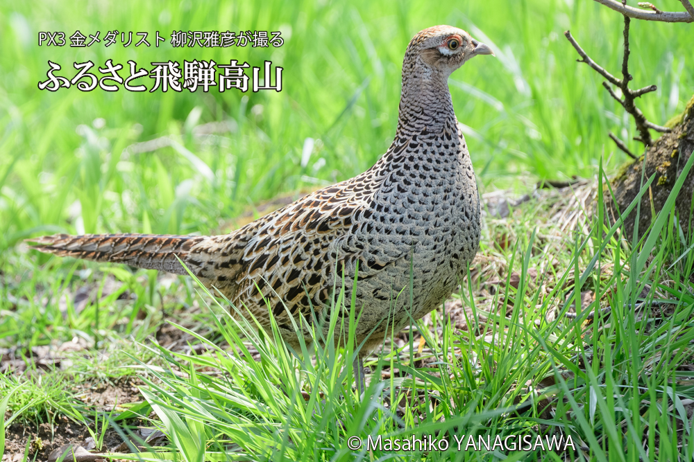 飛騨高山に棲むキジ雌の写真です。