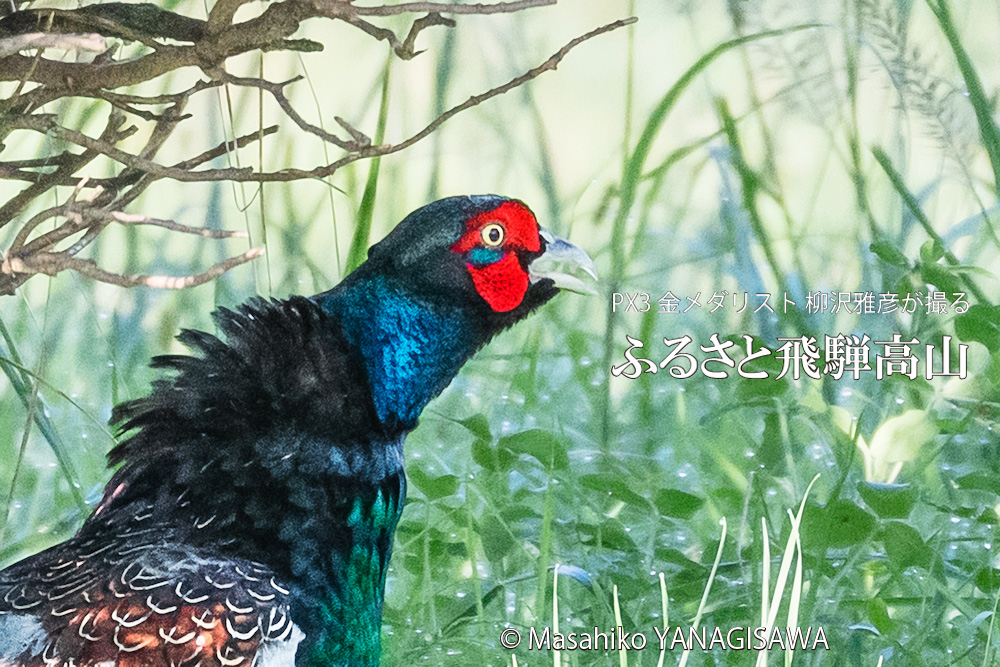 飛騨高山に棲むキジ雄の写真です。