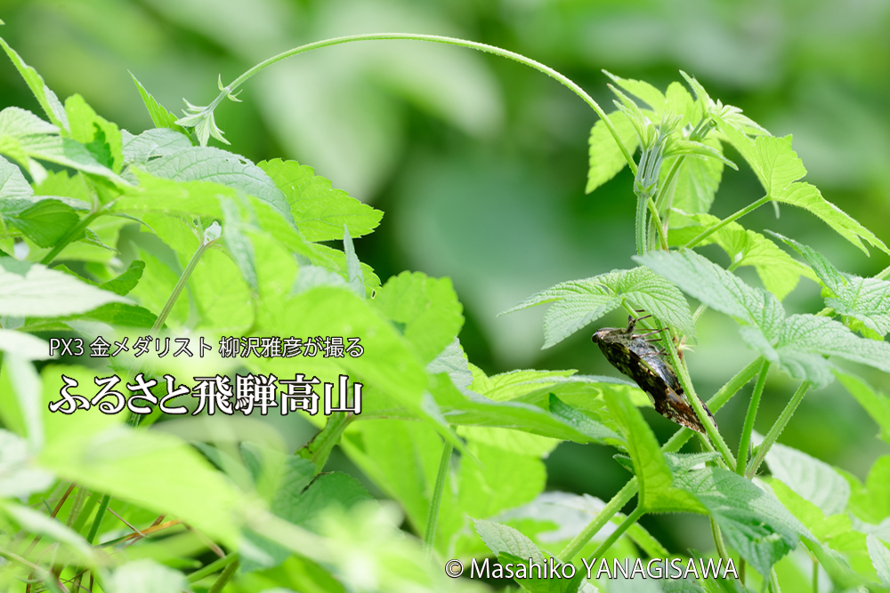 飛騨高山に棲むニイニイゼミの写真です。