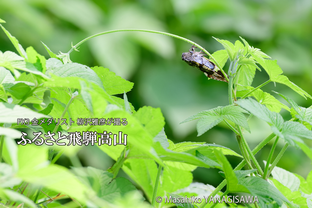 飛騨高山に棲むニイニイゼミの写真です。