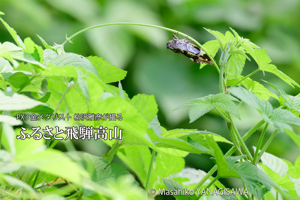 飛騨高山に棲むニイニイゼミの写真です。