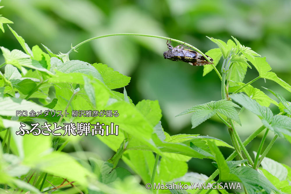 飛騨高山に棲むニイニイゼミの写真です。