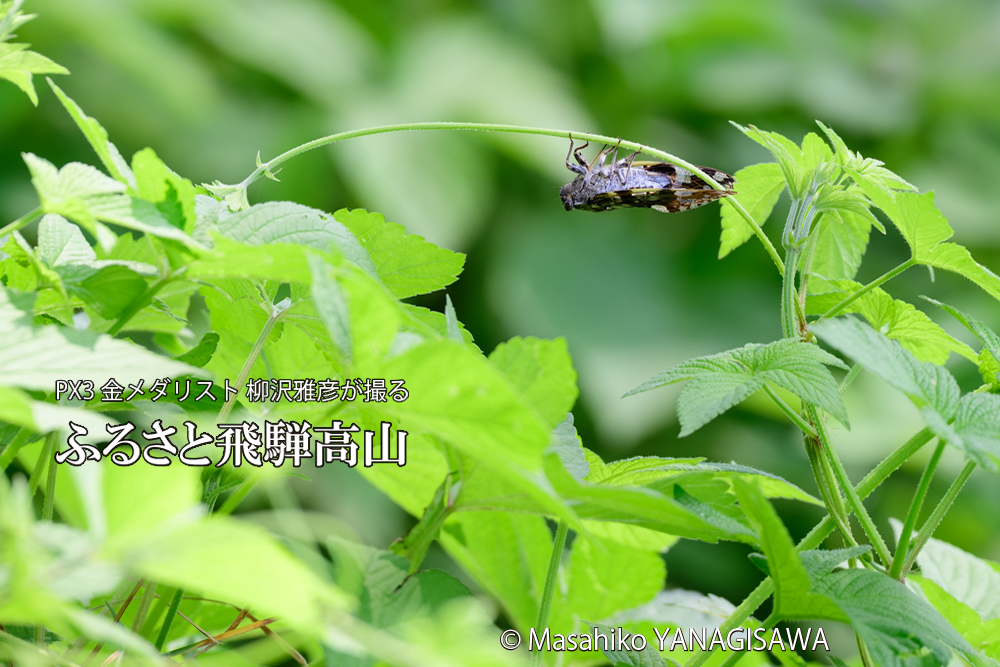 飛騨高山に棲むニイニイゼミの写真です。