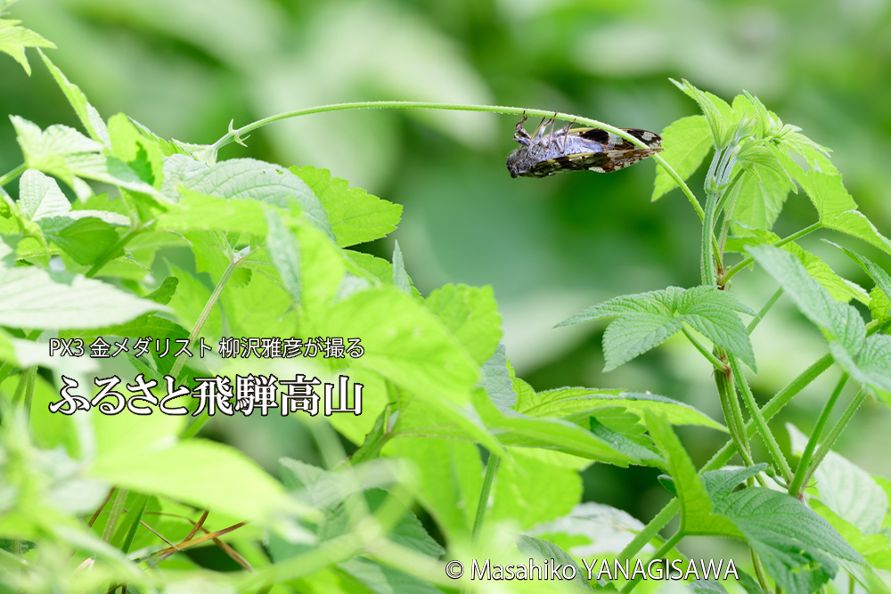 飛騨高山に棲むニイニイゼミの写真です。