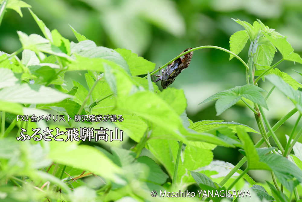 飛騨高山に棲むニイニイゼミの写真です。